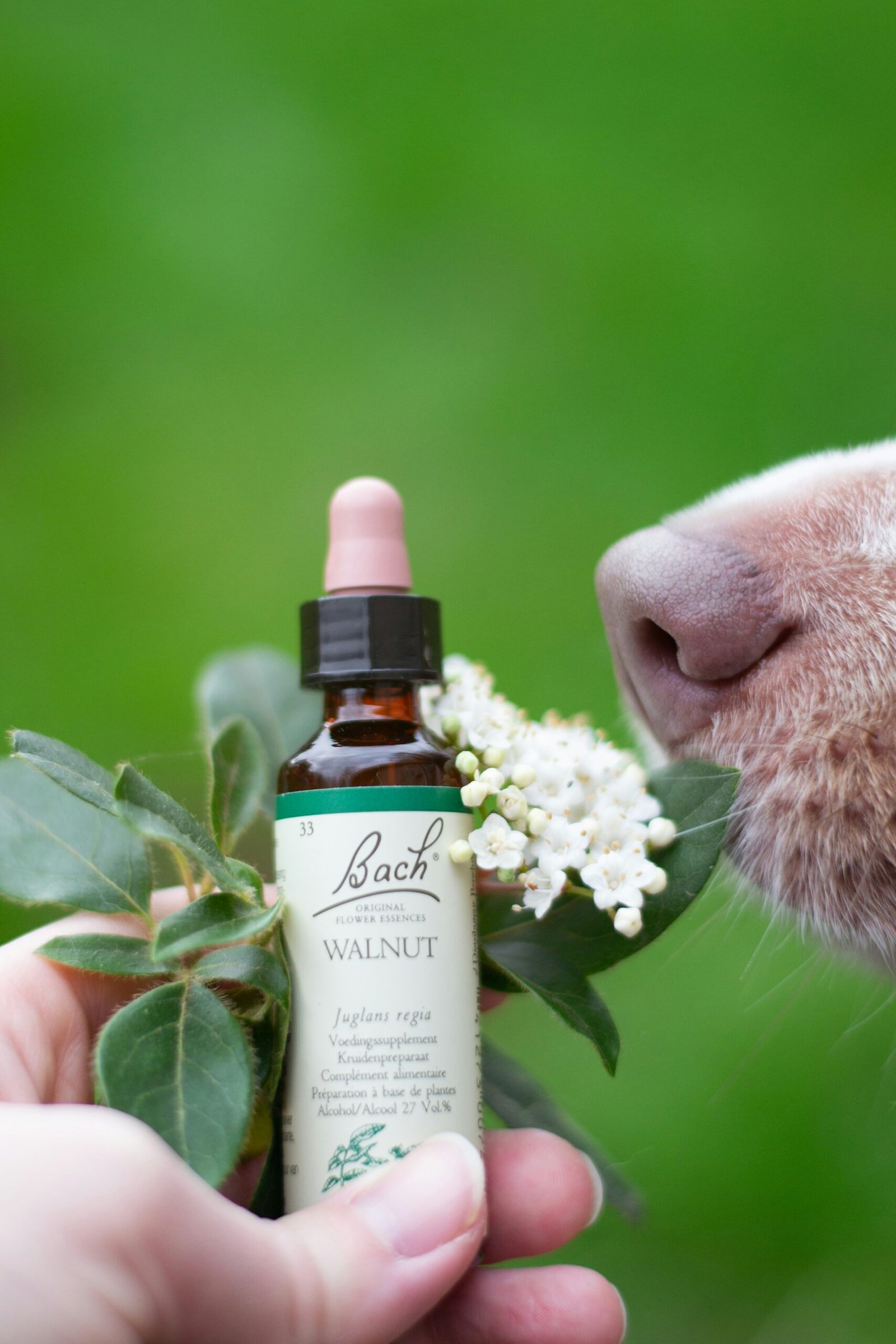 Emotional Healing with Bach Flower Remedies: An Introduction